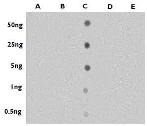Anti-5-Hydroxymethylcytosine / 5-hmC antibody used in Dot blot (Dot). GTX128454